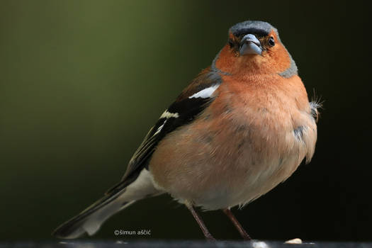 Common chaffinch