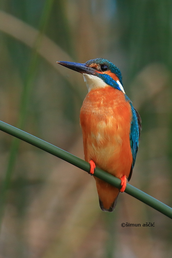 Common Kingfisher (Alcedo atthis) by s-ascic