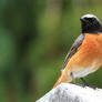 Common redstart