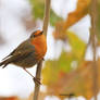 Robin