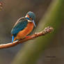 Common kingfisher