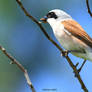 Red-backed Shrike