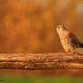 Common kestrel