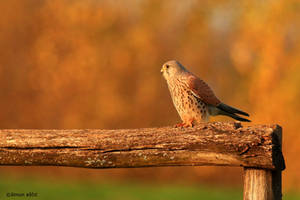 Common kestrel