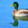 Mallard