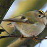 Goldcrest (Regulus regulus)