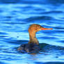 Red-breasted Merganser