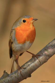 European robin