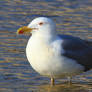 Yellow-legged gull