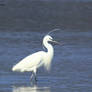 Little egret