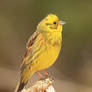 Yellowhammer