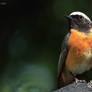 Common redstart