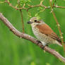 Red-backed shrike