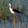 Black-winged stilt