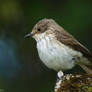 Spotted flycatcher