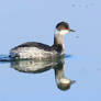 Black-necked grebe