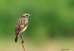 Whinchat