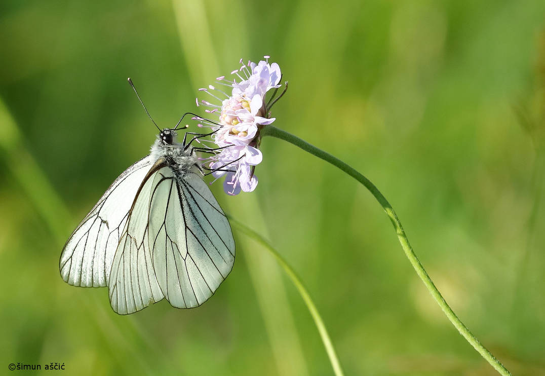 Black-veined white