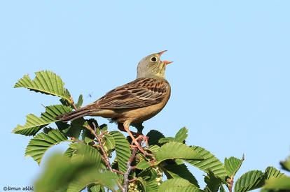 Singing ortolan bunting