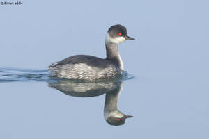 Black-necked grebe