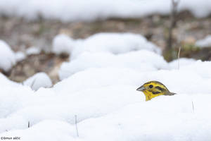 Yellow in white