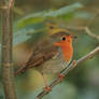 Robin