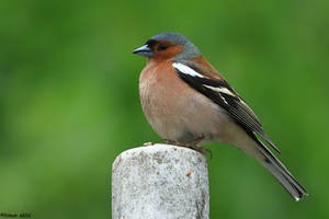 Eurasian chaffinch