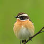 Whinchat