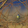 Eurasian blue tit