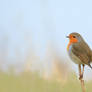 Robin