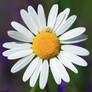 Misumena vatia spider on Leucanthemum vulgare
