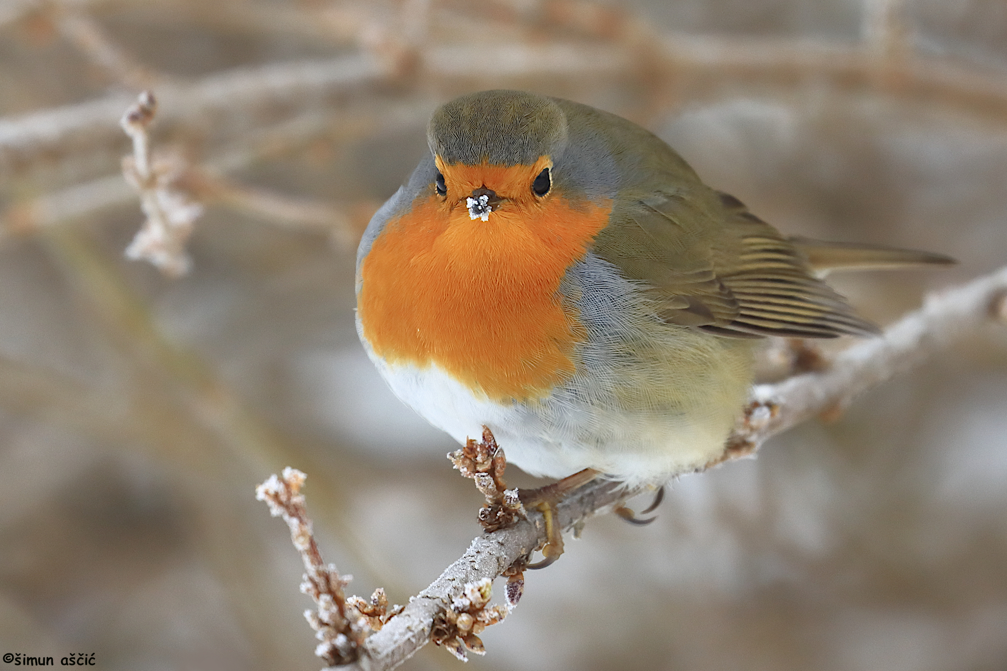 Robin's cold morning