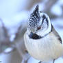 Crested tit