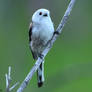 Long-tailed tit
