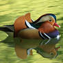 Mandarin duck