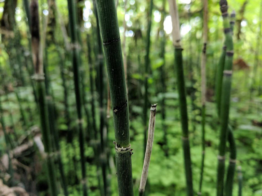 Reed in Oregon by Jehoseph on DeviantArt