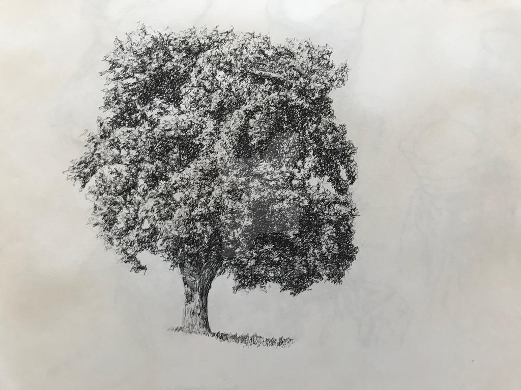 Inking Trees by Scribbling by cmkloes on DeviantArt
