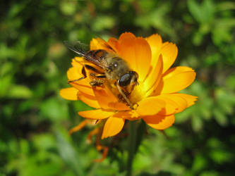 Bee loves jejuflower