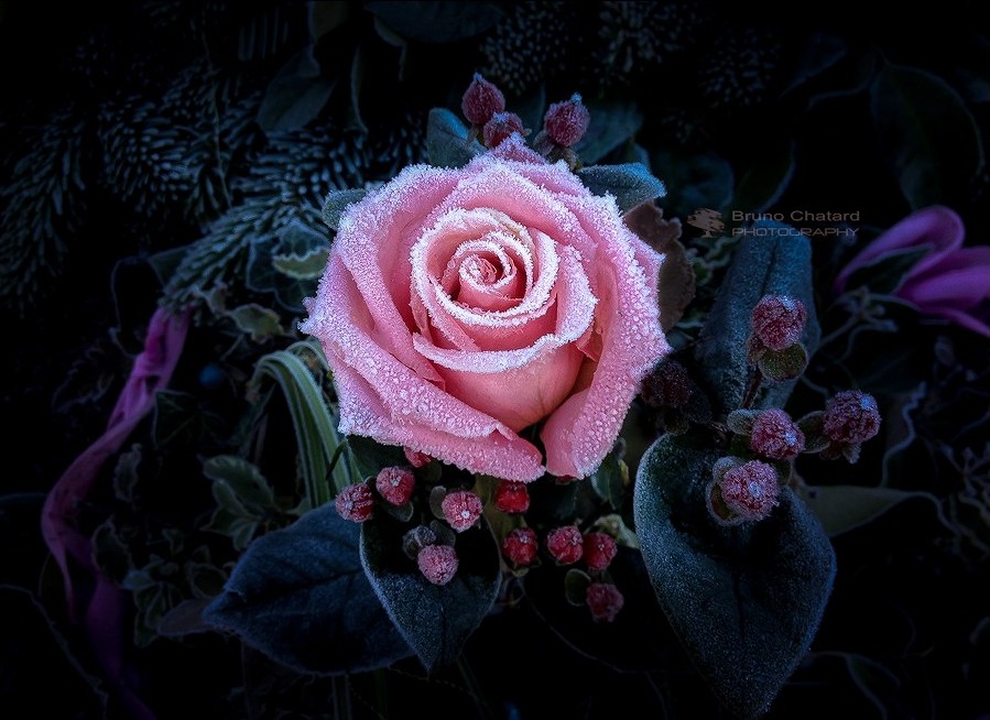 The Frozen Rose