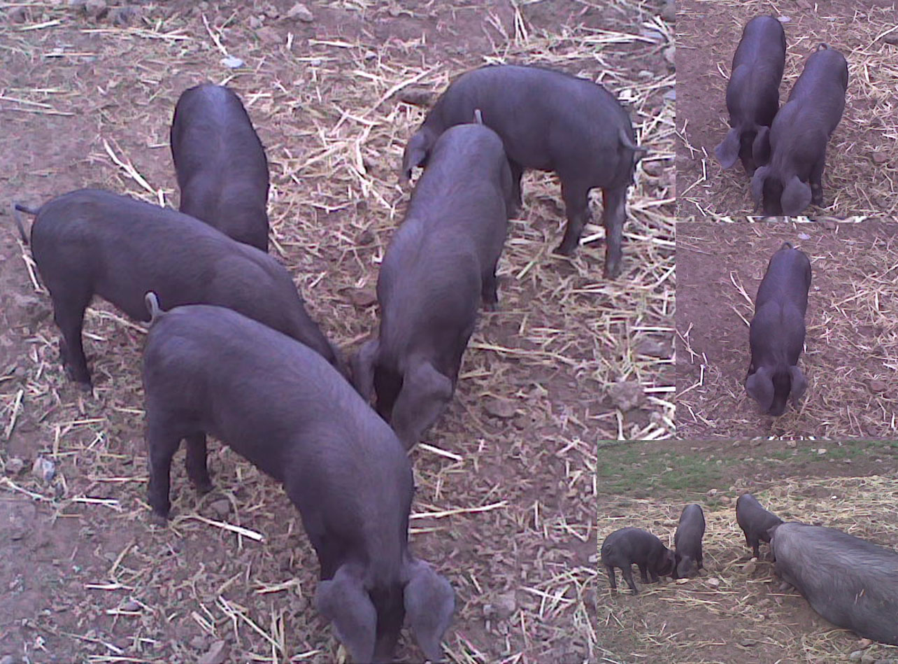 Hadleigh Pigs