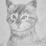 cat pencil drawing