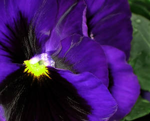 Purple Flower Macro I