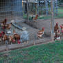 The Chicken Coup