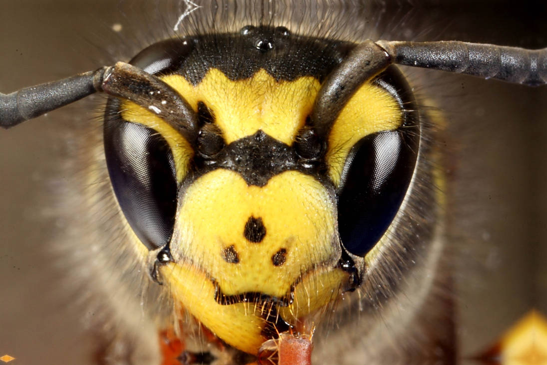 Какая голова пчел. Шмель пчела Оса Шершень. Хоботок шмеля. Белолицый Шершень. Глаза пчелы.