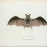 Vintage Printable Vintage Bat