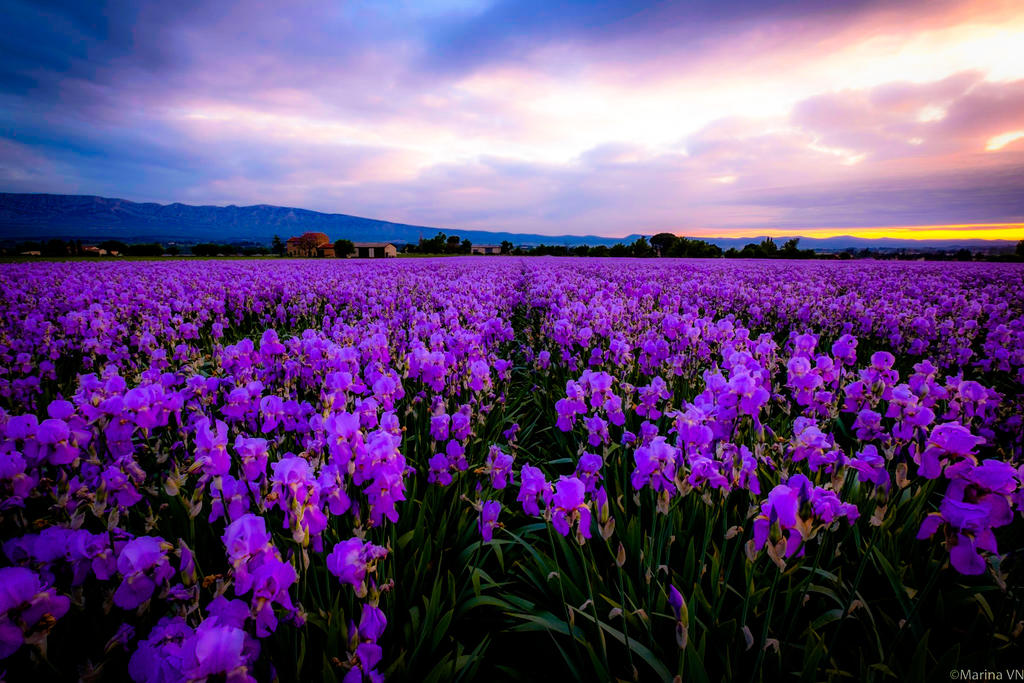 Lilac Sunset a Field Of Violet Iris Flowers By Mmbseven On DeviantArt lilac-sunset-a-field-of-violet-iris-flowers-by-mmbseven-on-deviantart