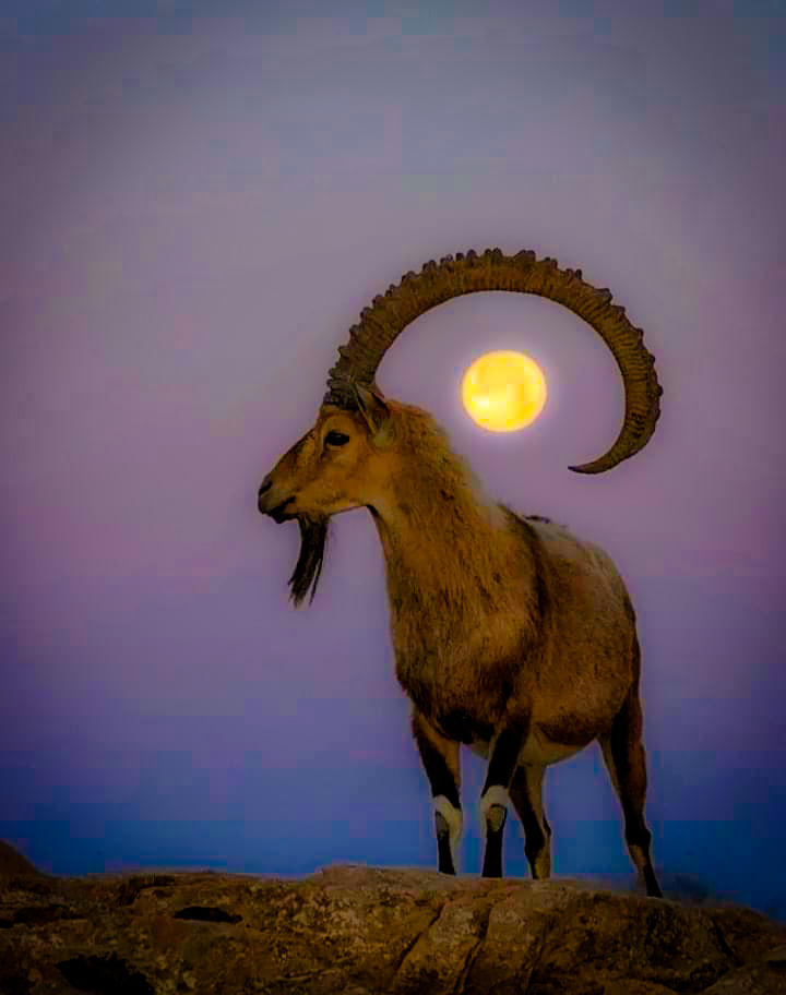 Goats Moon by Mmbseven on DeviantArt