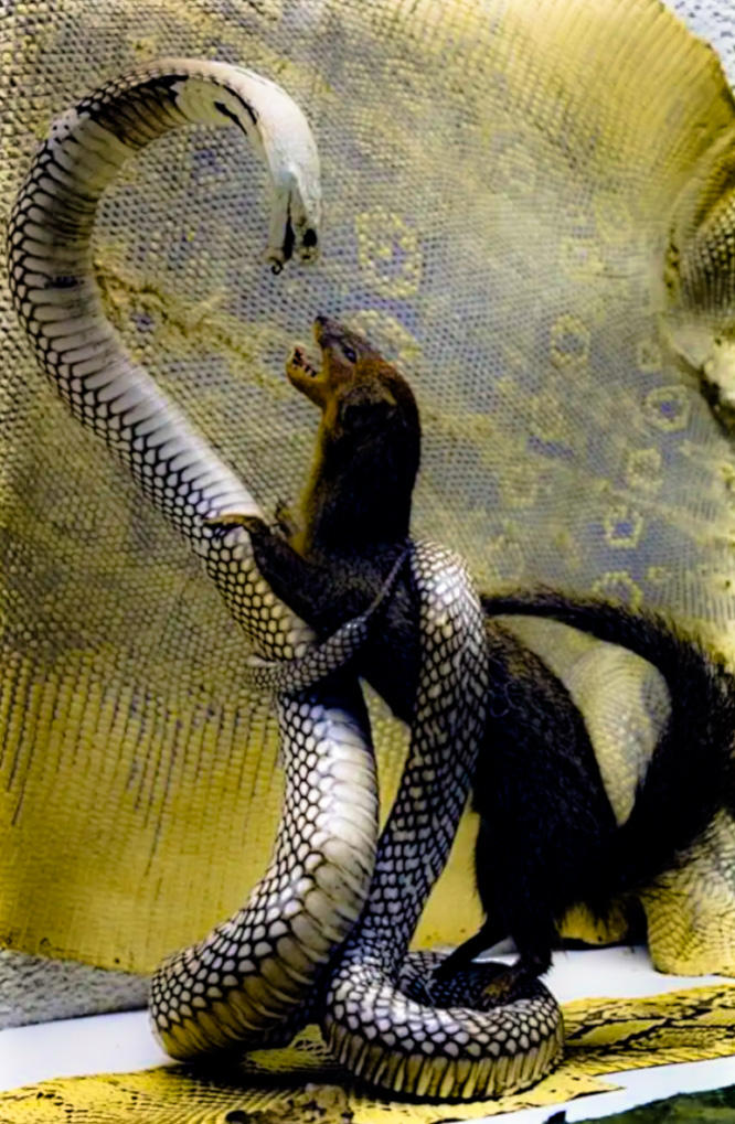 Rikki Tikki Tavi by Mmbseven on DeviantArt