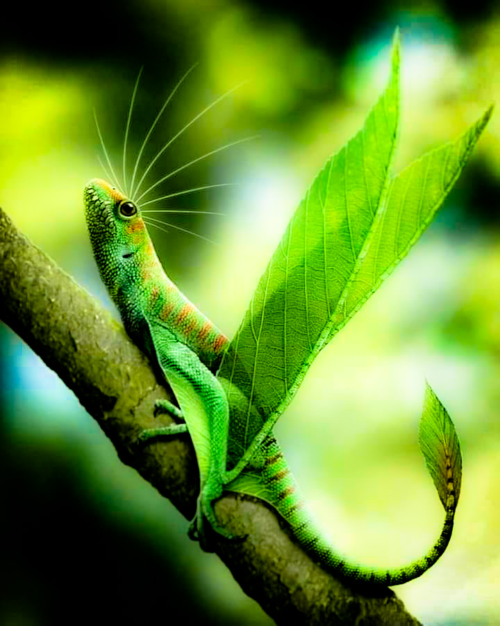 Lizard? by Mmbseven on DeviantArt