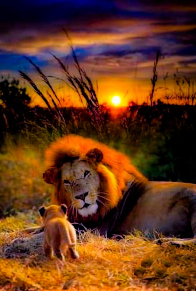 Mustafa and Simba by Mmbseven on DeviantArt